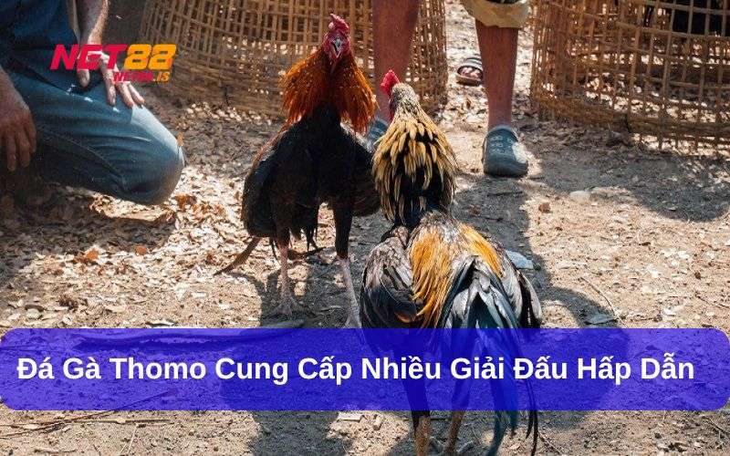 Các giải đấu Đá Gà Thomo hấp dẫn